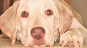 labrador pup sprawled on the floor winks