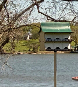 purple martin house 